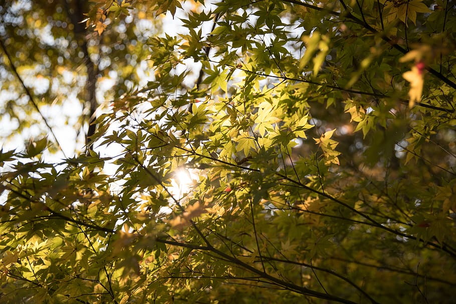 tree, plant, growth, branch, beauty in nature, day, low angle view HD wallpaper
