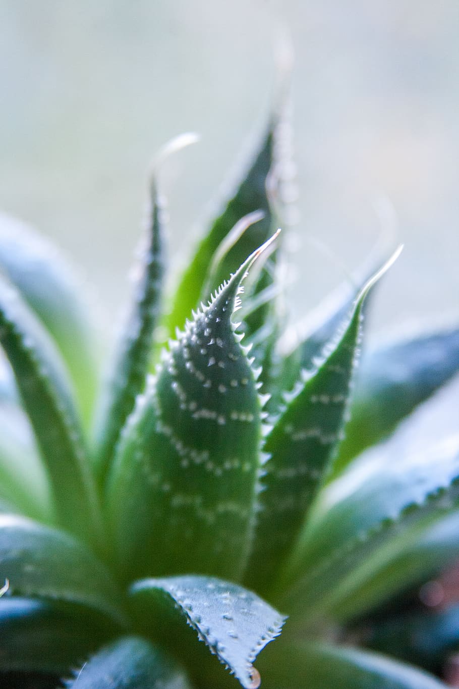 plant, aloe, green, leaf, vegetation, cactus, weed, inflatable HD wallpaper