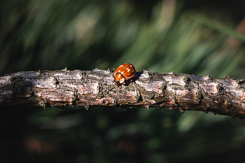 brown bu on tree branch, insect, animal, invertebrate, plant HD wallpaper
