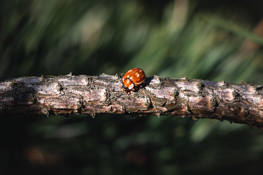 brown bu on tree branch, insect, animal, invertebrate, plant HD wallpaper