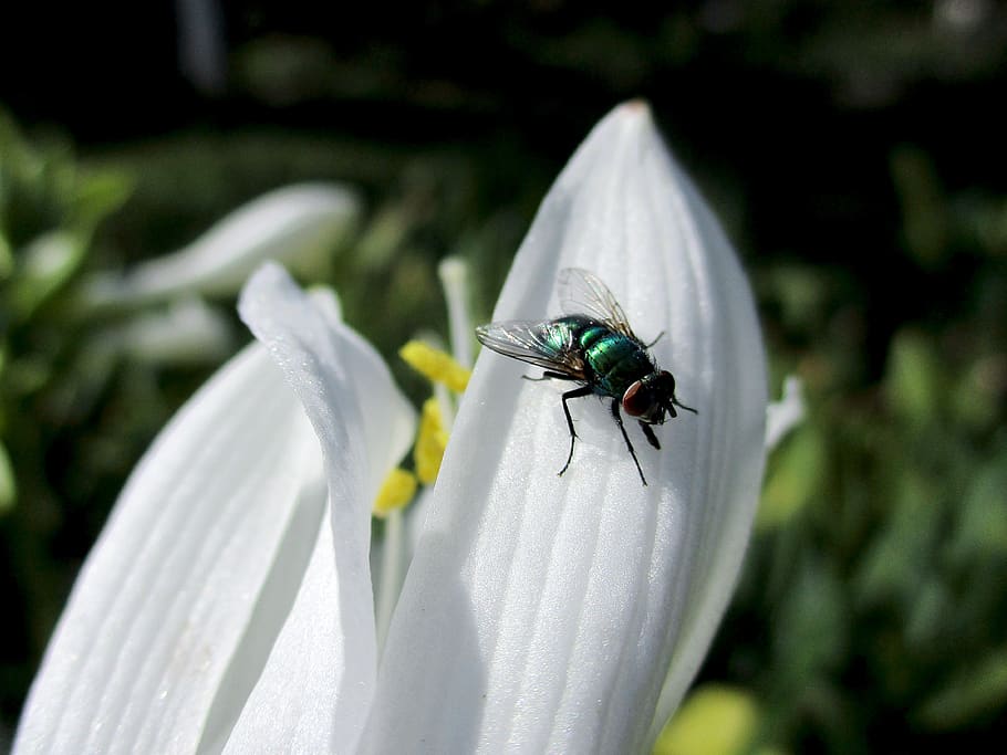 fly, flower, nature, insect, macro, summer, garden, wing, arthropod HD wallpaper