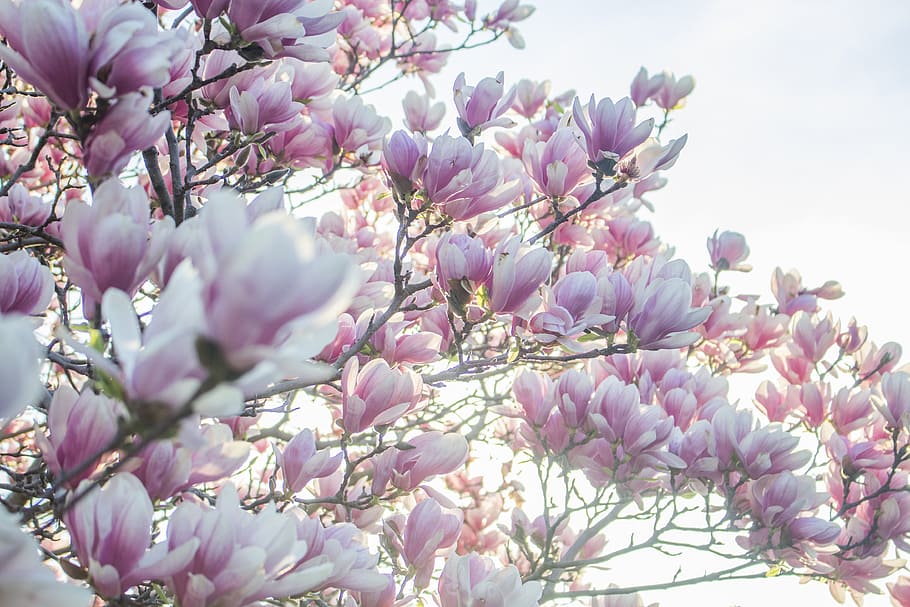 Pink Spring Tree Blossoms Photo, Flowers, Backgrounds, Magnolia HD wallpaper