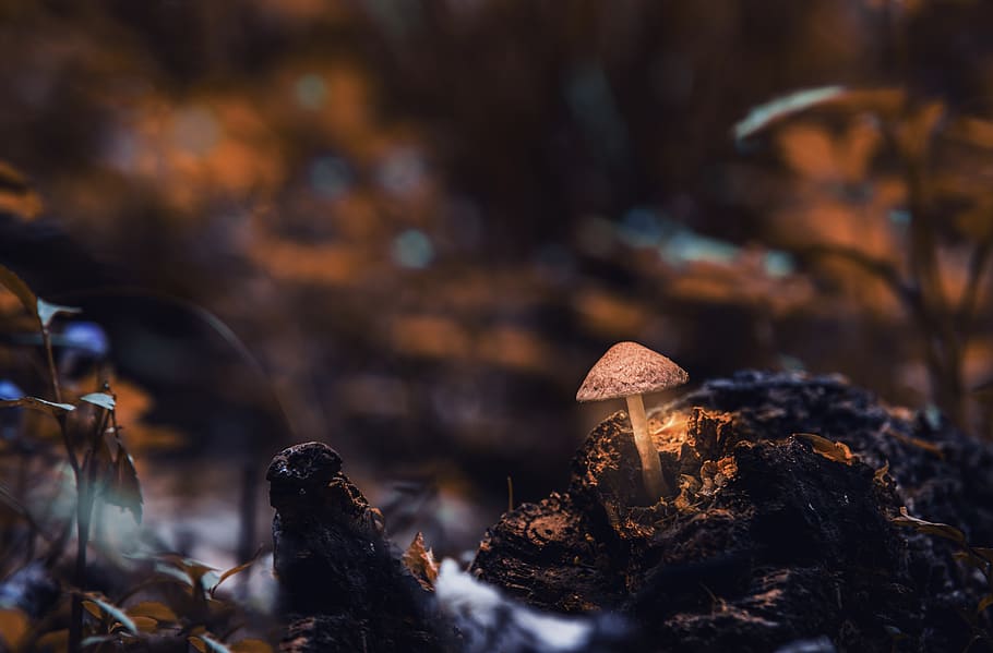 Macro Photography of Mushroom, blur, close-up, depth of field, HD wallpaper