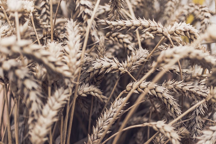 grass, wheat, cereal, grain, nutrition, crop, agriculture, plant HD wallpaper