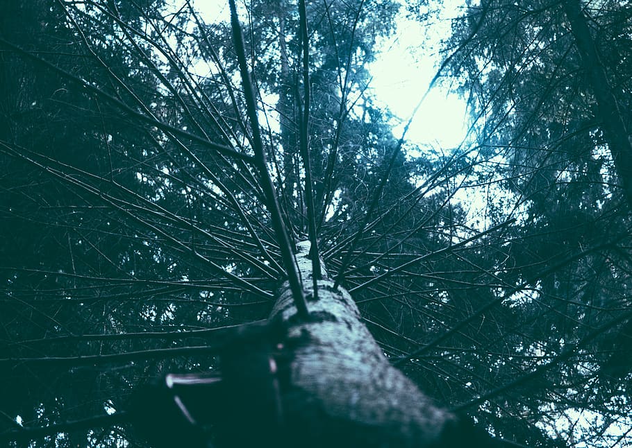 tree, branches, vertical, upwards, pine tree, woods, outside HD wallpaper