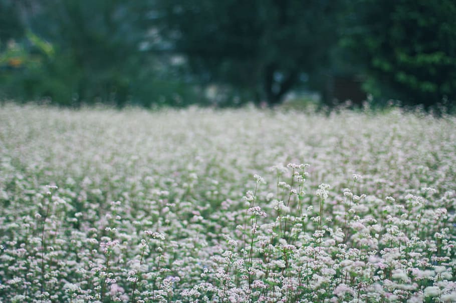 blooms, blossoms, fields, flowers, gray, green, plant, growth HD wallpaper