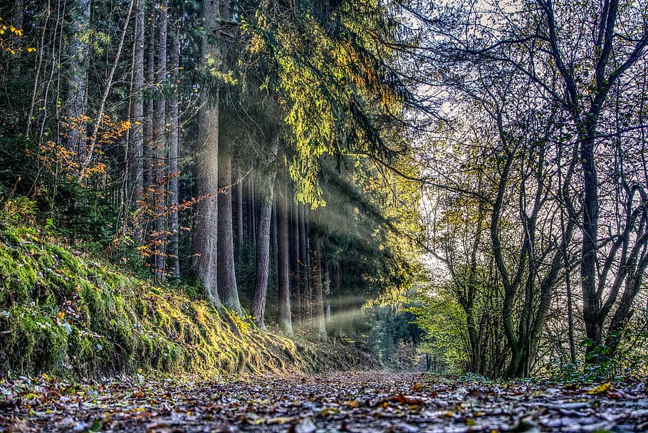 sun, rays, sunset, forest, forest path, autumn, leaves, fall foliage HD wallpaper