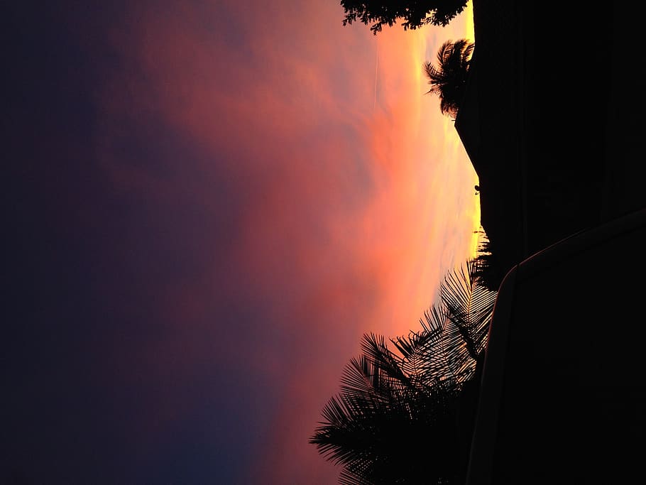 sunset, sky, silhouette, cloud - sky, tree, beauty in nature HD wallpaper