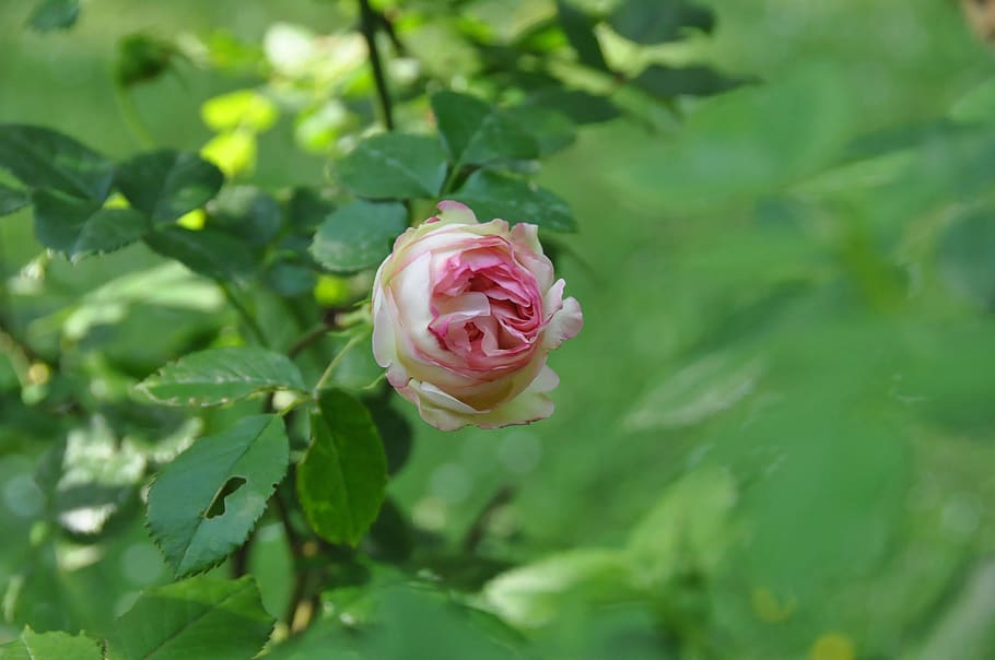 rose, flower, blossom, bloom, plant, beauty, flowering plant HD wallpaper