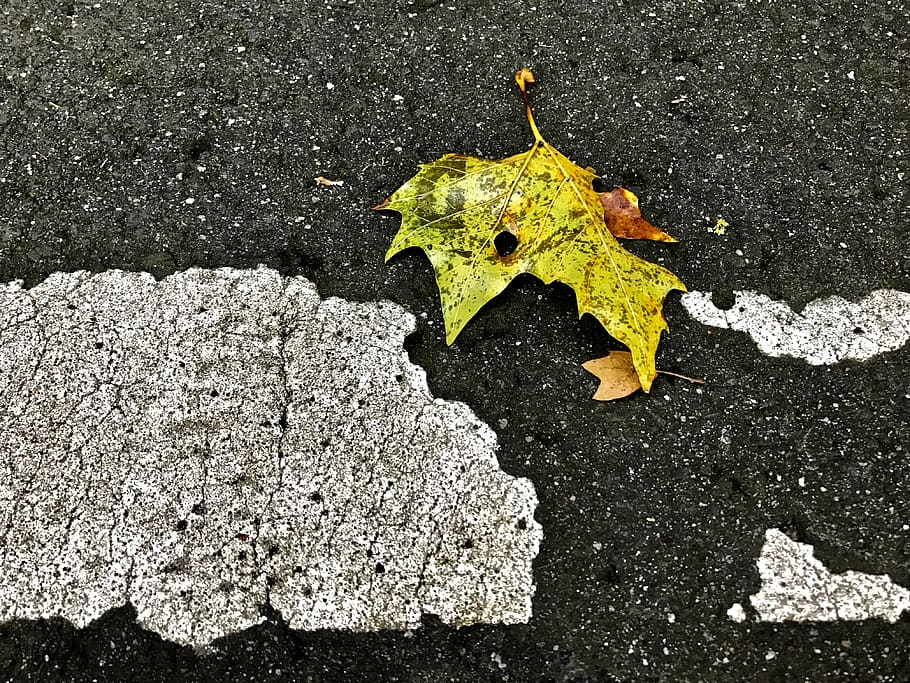 germany, frankfurt, tree, leaf, plant part, no people, nature HD wallpaper