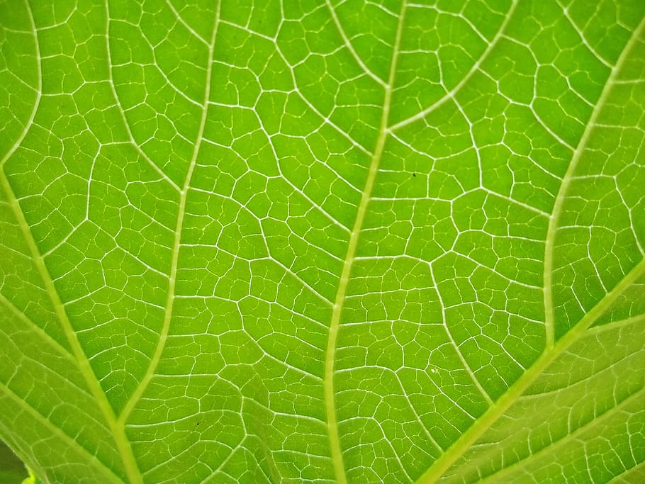grass, leaf, flower, green color, plant part, close-up, full frame HD wallpaper