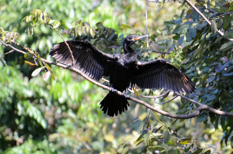 bird, animal themes, flying, animals in the wild, animal wildlife HD wallpaper