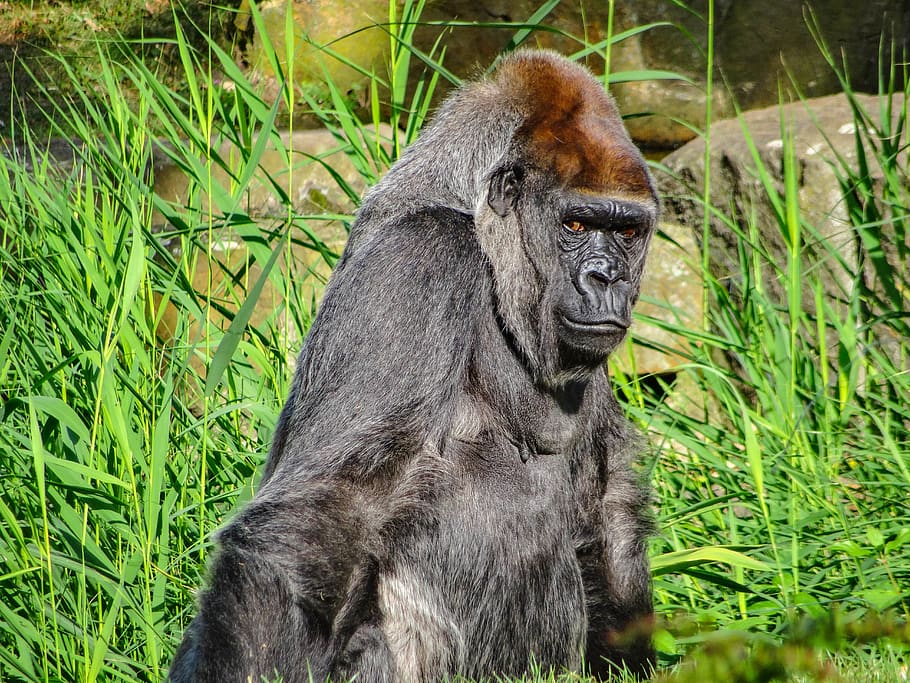 Hd Wallpaper Berlin Germany Berlin Zoologischer Garten Monkey