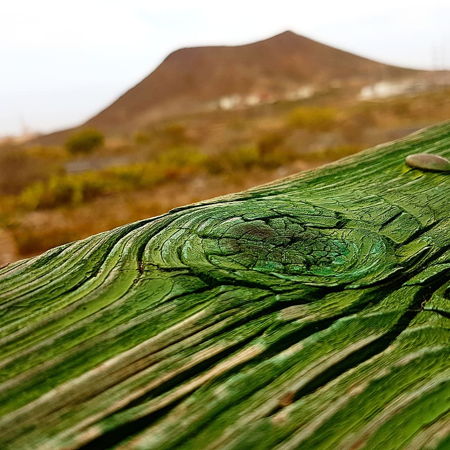 spain, arona, green color, no people, nature, selective focus HD wallpaper
