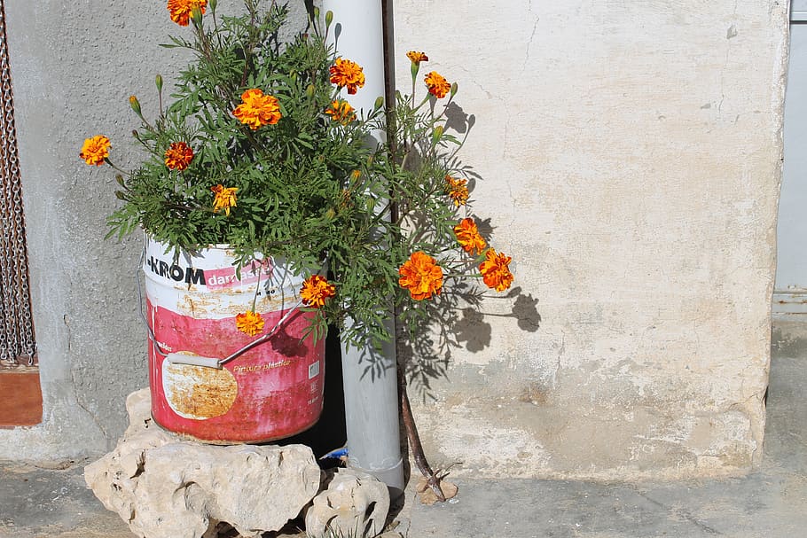 flowers, vintage, plant, flowering plant, nature, no people HD wallpaper