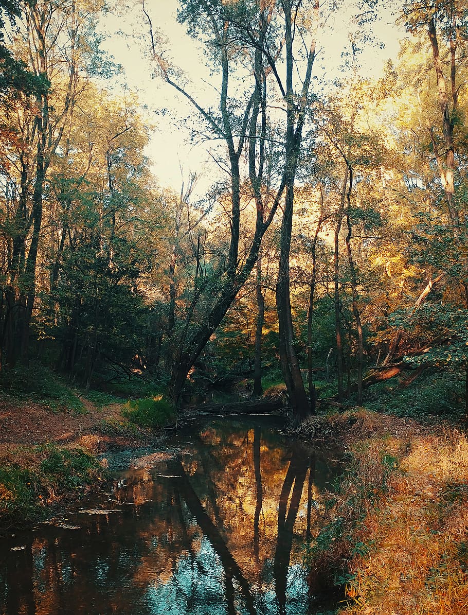 hungary, vas county, tree, plant, water, forest, tranquility HD wallpaper