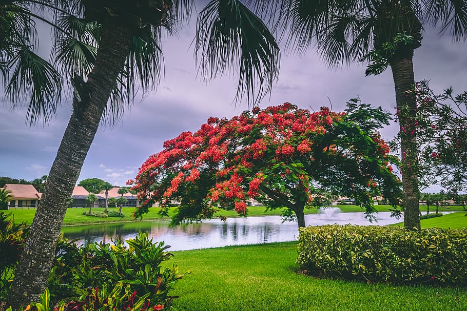 Red Flowers Near Body of Water, beautiful, color, daylight, environment HD wallpaper