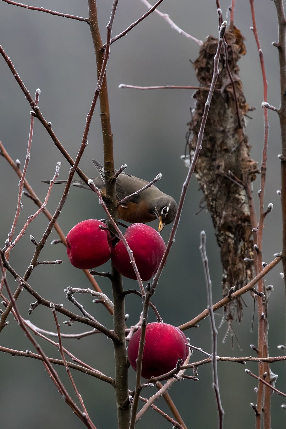 bird, robin, food, healthy eating, tree, food and drink, fruit HD wallpaper