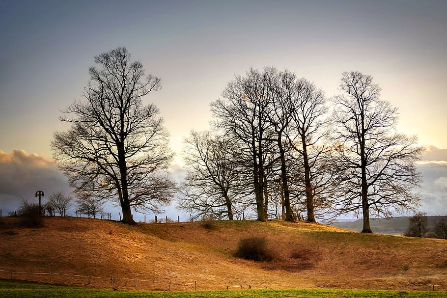 tree, kahl, nature, mood, forest, silhouette, winter, landscape HD wallpaper