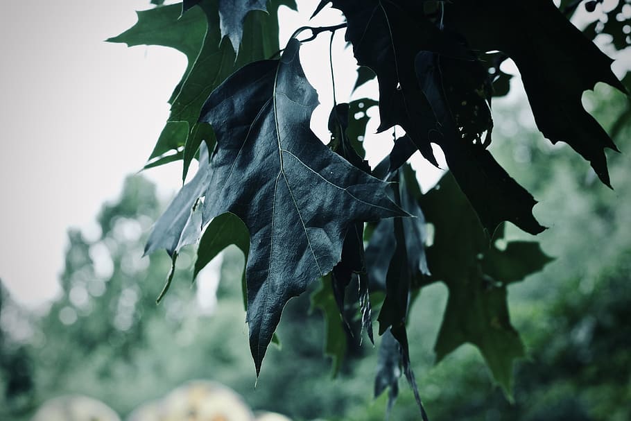 Close Up Photo Of Green Leaves, macro, plant, tree, leaf, plant part HD wallpaper