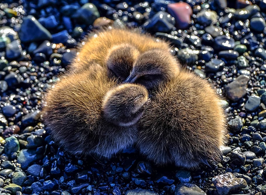 3 brown ducklings, animal, pebble, rock, gravel, road, dirt road HD wallpaper