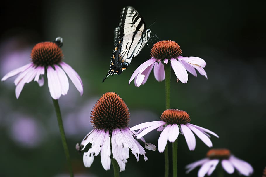 Close-Up Photo of Butterfly Perched On Flower, animal photography, HD wallpaper