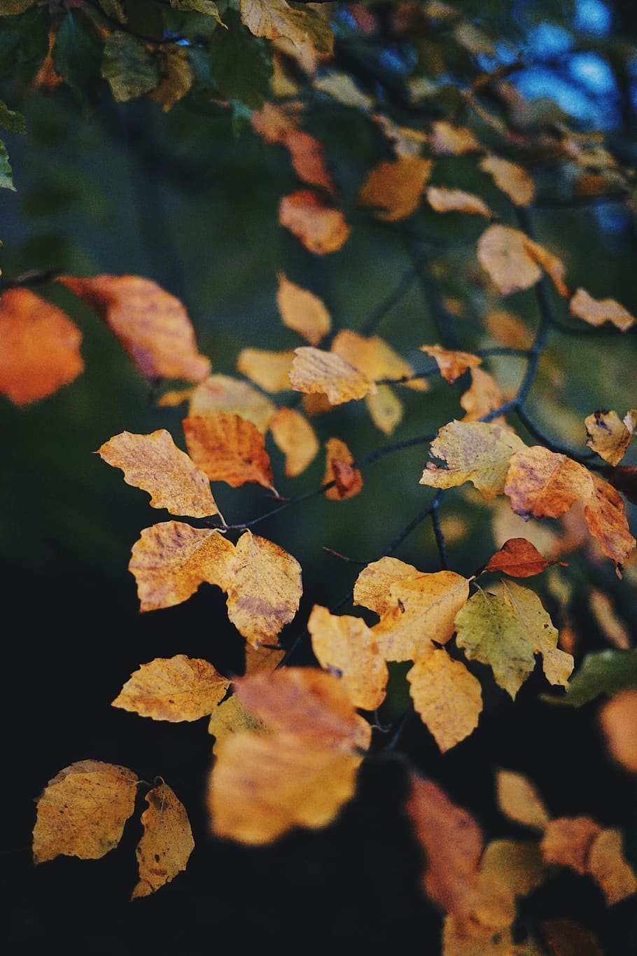 yellow tree, veins, leaf, plant, autumnal, trees, fall, leaves HD wallpaper
