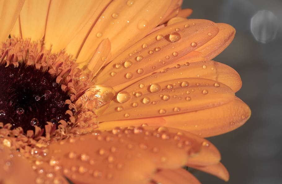 gerbera, drip, wet, raindrop, dewdrop, orange, flower, blossom HD wallpaper