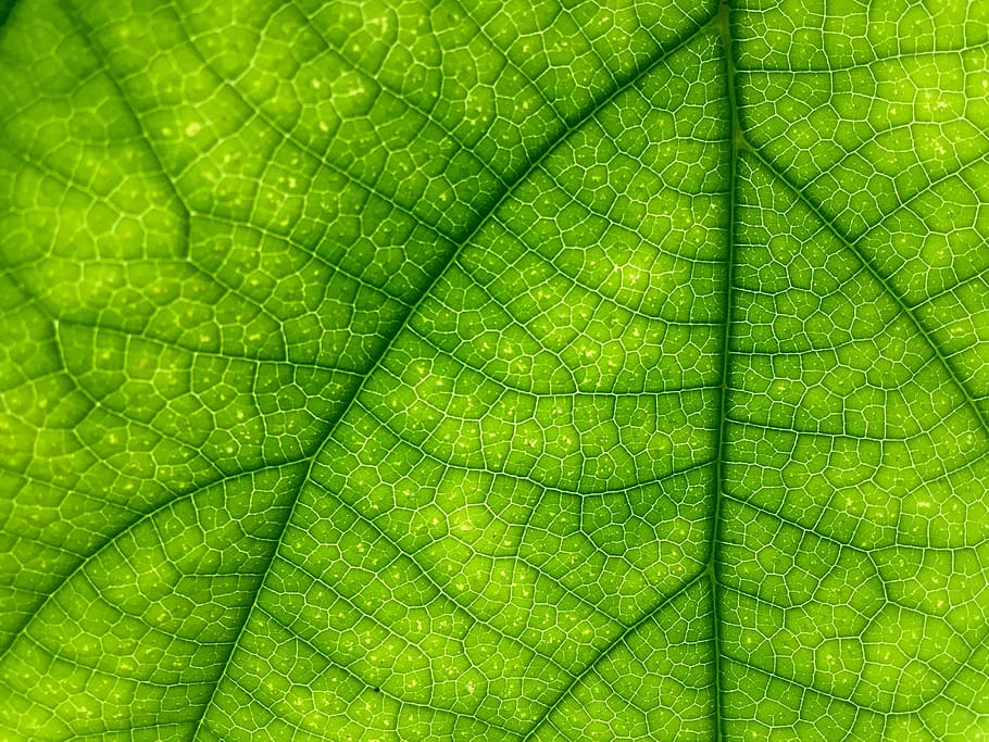 leaf, green, close up, macro, green leaf, nature, plant, fresh HD wallpaper