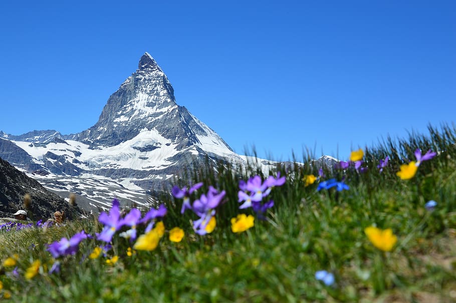 Purple and Yellow Flowers Near White Mountain during Daytime HD wallpaper