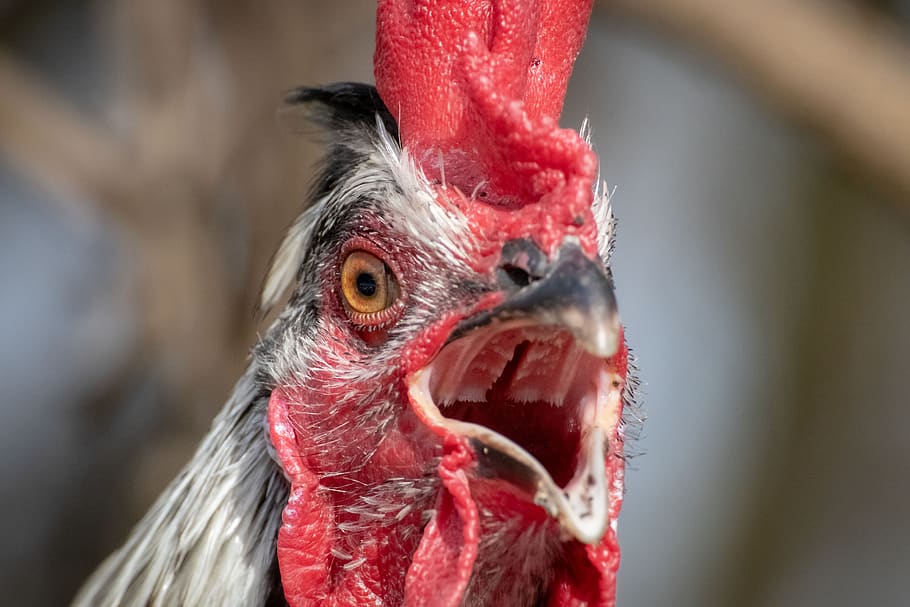 hahn, poultry, bird, bill, crow, head, close up, eyes, nature HD wallpaper