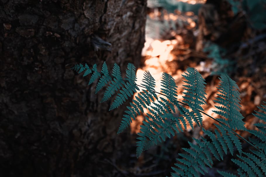 leaf, leaves, nature, art, minimal, minimalistic, forest, wallpaper HD wallpaper