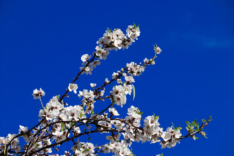 trees, winter, spring, flower, naturephotography, forest, flowers HD wallpaper