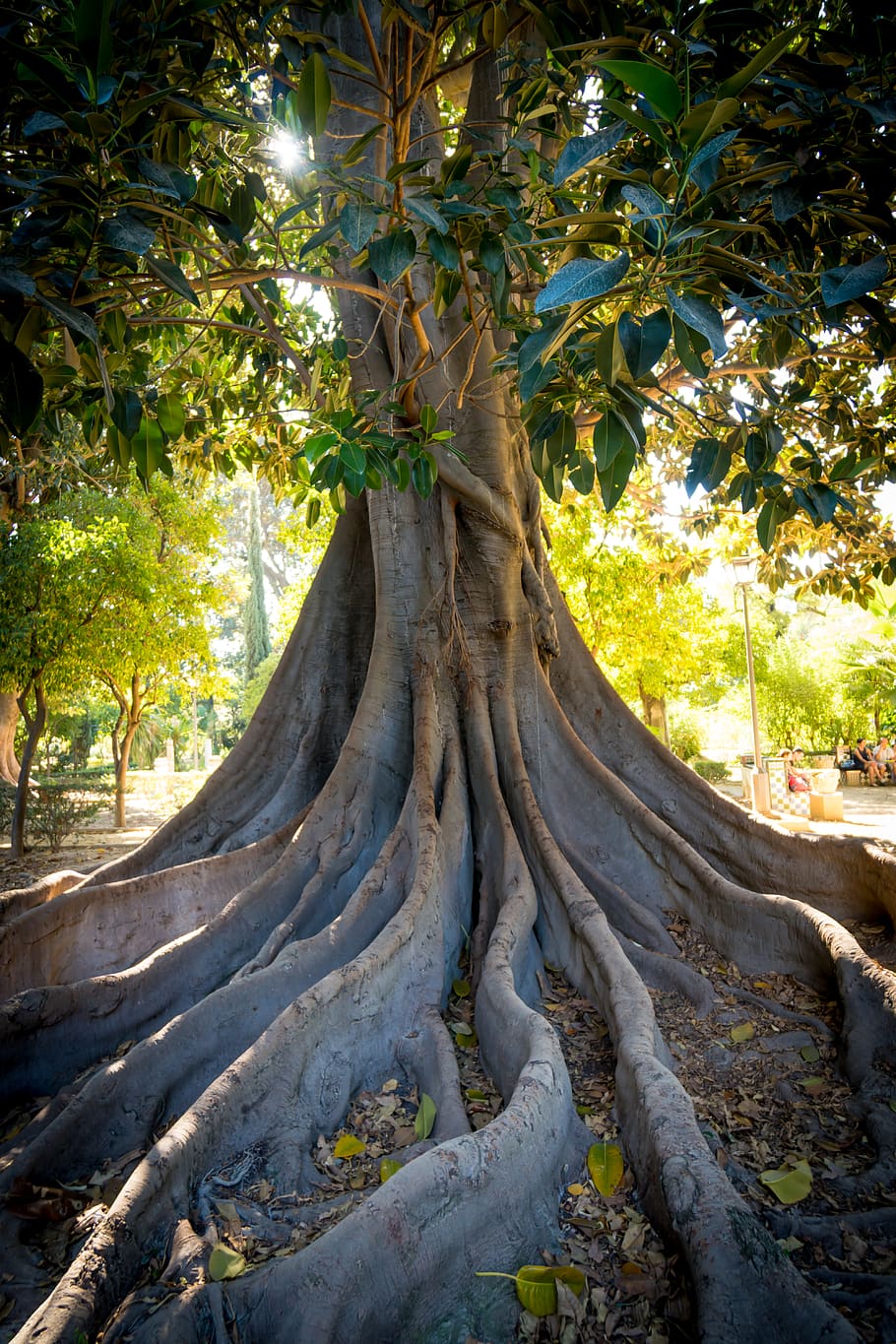 spain, seville, sunlight, tree, nature, green, roots, plant HD wallpaper