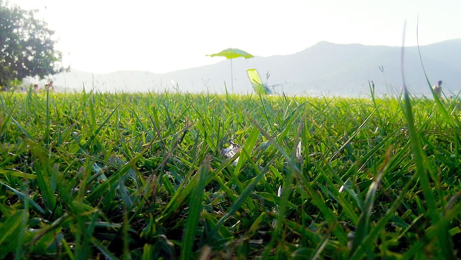 greem, grass, summer, plant, green color, growth, land, field HD wallpaper