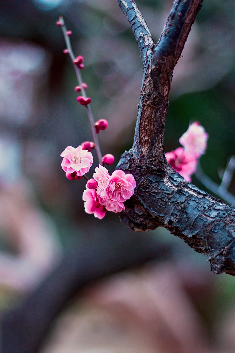 pink-petaled flower, plant, flowering plant, pink color, close-up HD wallpaper