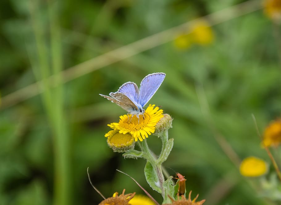 butterfly, blue, silver, insect, flowers, flowering plant, animal wildlife, HD wallpaper