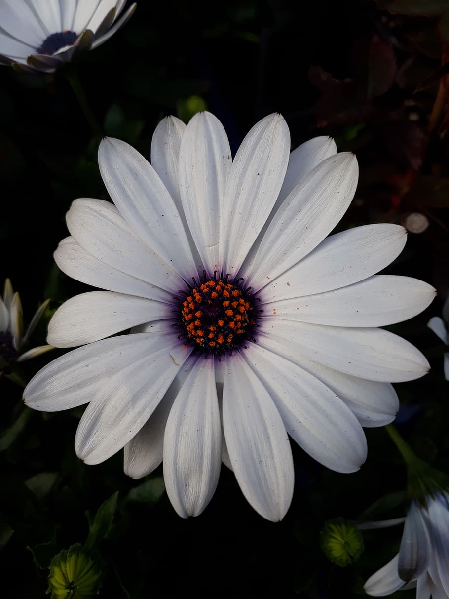 flower, nature, plants, flowering plant, vulnerability, petal HD wallpaper
