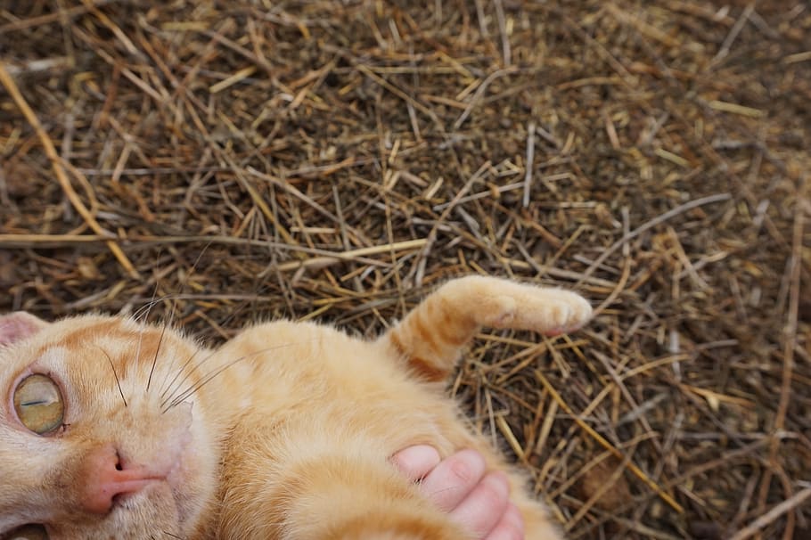 canada, kitten, orange, tabby, cute, male, furry, fluffy, farm HD wallpaper