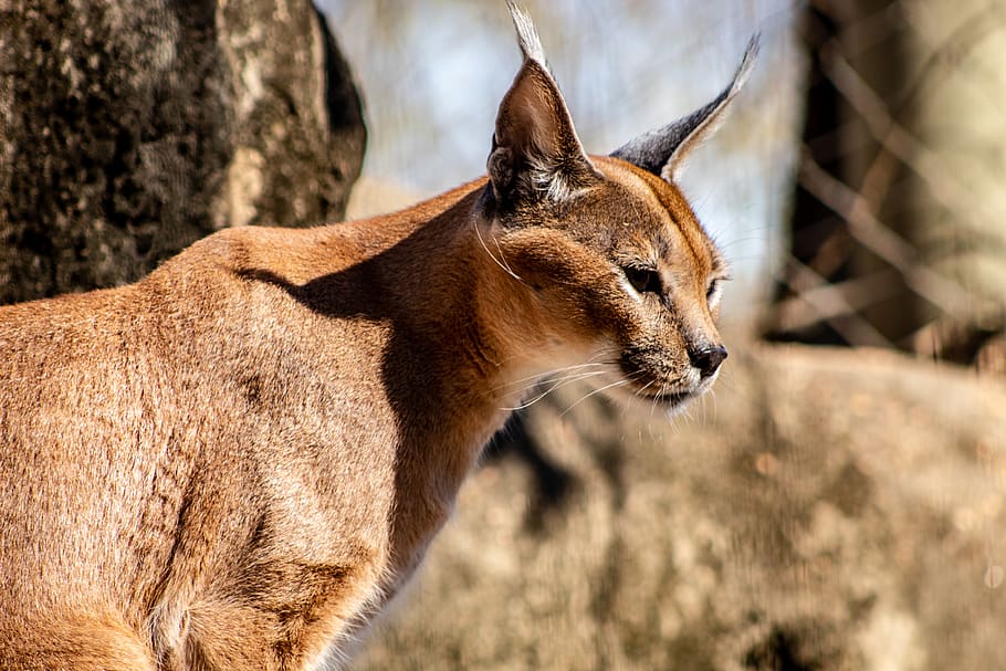 brown coated cat, memphis zoo, animal, wildlife, mammal, cougar HD wallpaper