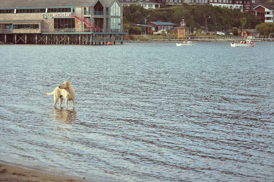 chile, puerto varas, water, animal themes, canine, dog, one animal HD wallpaper