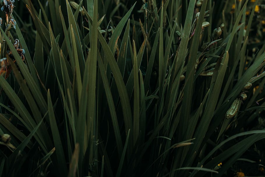Close-up Photography of Green Grass, 4k wallpaper, foliage, greenery HD wallpaper