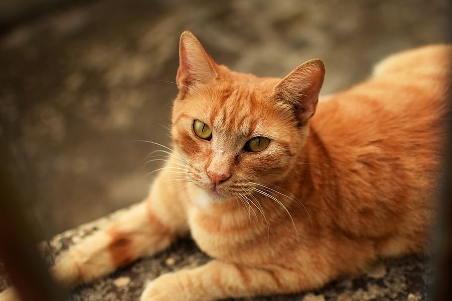 cat, pets, feline, animal themes, domestic cat, mammal, domestic animals HD wallpaper