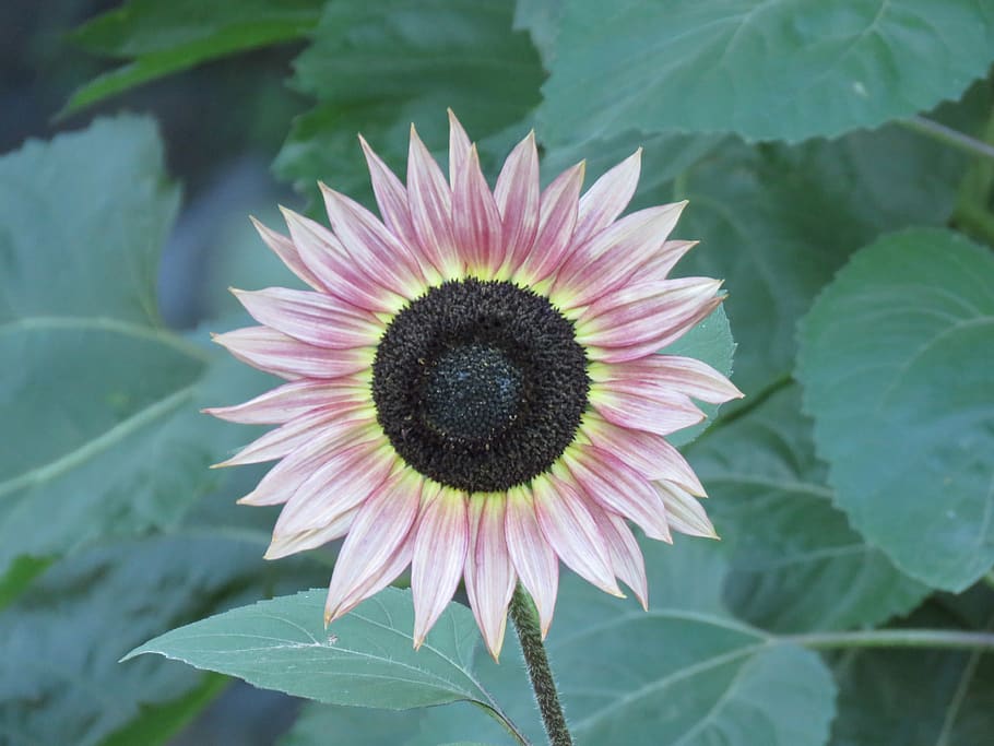 sunflower, pink, wallpaper, background, plant, flowering plant HD wallpaper