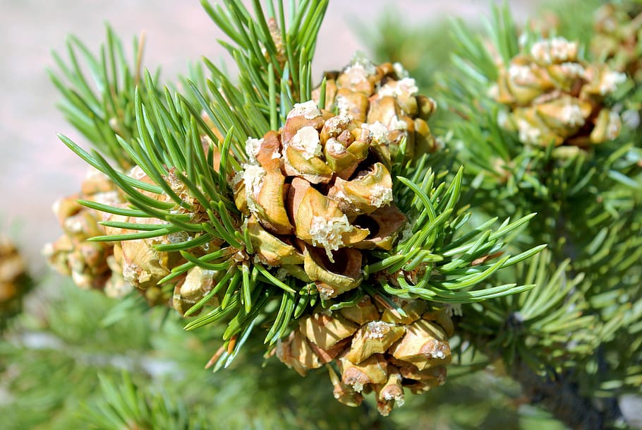 pinion pine cones, needles, canyonlands, national, park, utah