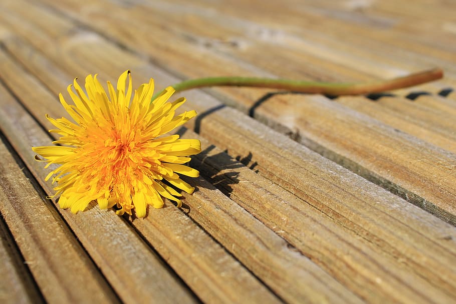 dandelion, meadow, dandelion meadow, spring, yellow, summer HD wallpaper