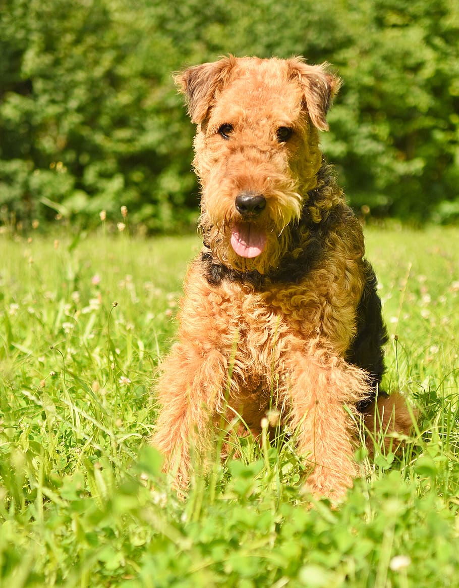 dog, airedale terrier, pet, purebred, race, family tree, domesticated, HD wallpaper