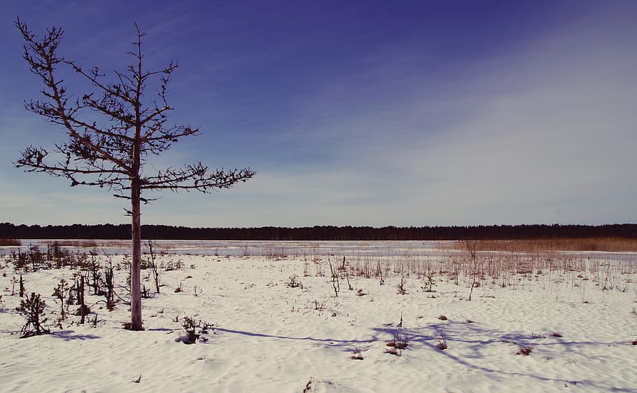 Tree on Desert, branches, clouds, cold, daylight, daytime, environment HD wallpaper