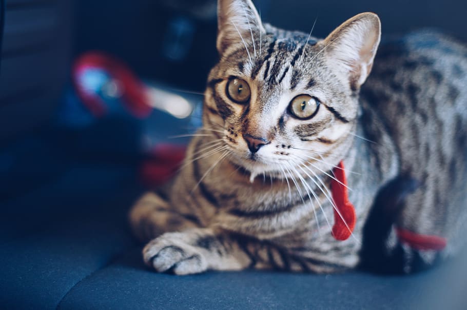 spain, santander, cat, pet, one animal, mammal, pets, domestic HD wallpaper