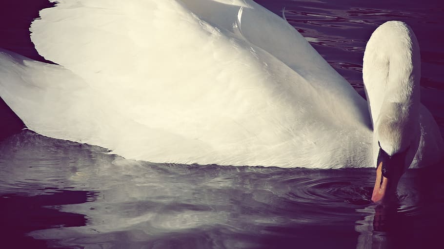 copenhagen, denmark, drinking, water, lake, freshwater, urban HD wallpaper